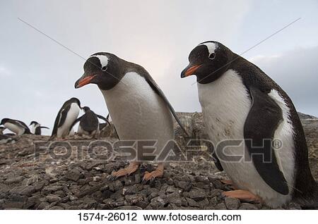 Group of Gentoo Penguins on a rock (Pygoscelis papua) View Large Photo Image Stock Image - Group of Gentoo Penguins on a rock (Pygoscelis papua). Fotosearch