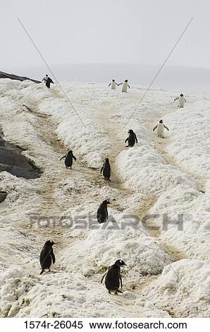 Group of Gentoo Penguins on a snowcovered landscape (Pygoscelis papua) View Large Photo Image Stock Photography - Group of Gentoo Penguins on a snowcovered landscape (Pygoscelis papua). Fotosearch