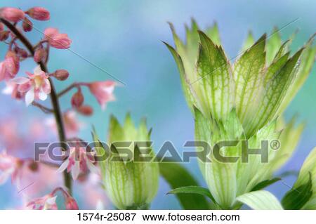 Stock Photo - Heucherella and astrantia flowers. Fotosearch