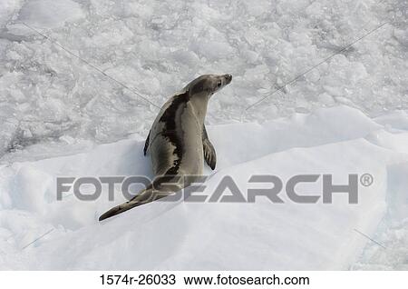 High angle view of a Crabeater Seal on ice (Lobodon carcinophagus) View Large Photo Image Stock Image - High angle view of a Crabeater Seal on ice (Lobodon carcinophagus). Fotosearch