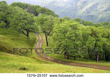 High angle view of a dirt road running through a forest, Bald Hills, Redwood National Park, California, USA View Large Photo Image Stock Photo - High angle view of a dirt road running through a forest, Bald Hills, Redwood National Park, California, USA. Fotosearch