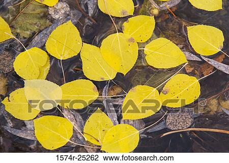 High angle view of autumn leaves View Large Photo Image Stock Image - High angle view of autumn leaves. Fotosearch