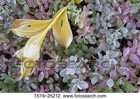 High angle view of leaves covered with ice View Large Photo Image Stock Image - High angle view of leaves covered with ice. Fotosearch