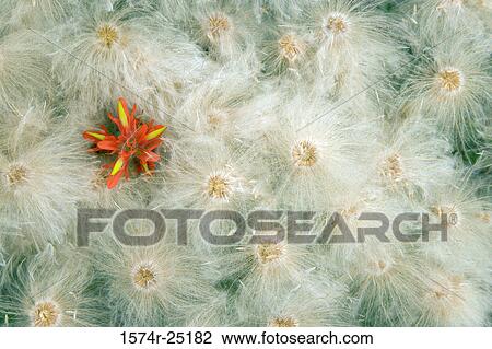 High angle view of seed heads and an Indian Paintbrush (Castilleja mutis) View Large Photo Image Stock Image - High angle view of seed heads and an Indian Paintbrush (Castilleja mutis). Fotosearch