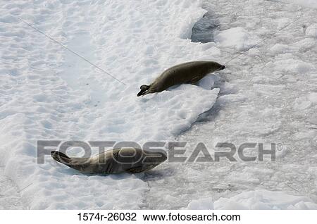 Stock Image - High angle view of two Crabeater Seals on ice (Lobodon carcinophagus). Fotosearch