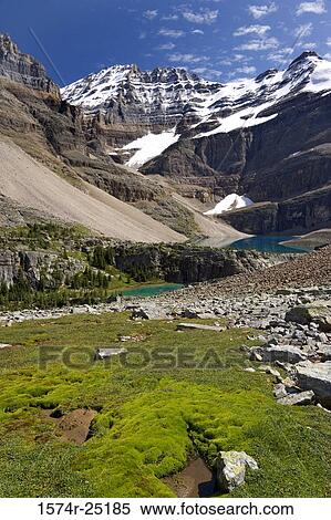Lake in front of mountains, Lake Oesa, Yoho National Park, British Columbia, Canada View Large Photo Image Stock Photography - Lake in front of mountains, Lake Oesa, Yoho National Park, British Columbia, Canada. Fotosearch