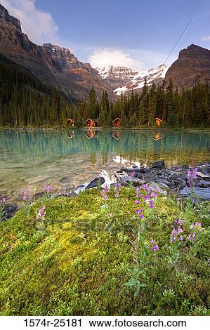Stock Image - Lake in front of mountains, Lake O'Hara, Yoho National Park, British Columbia, Canada. Fotosearch