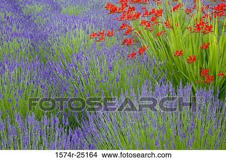 Lavender and crocosmia flowers in a field View Large Photo Image Picture - Lavender and crocosmia flowers in a field. Fotosearch