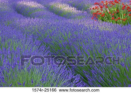 Lavender in a field View Large Photo Image Stock Photograph - Lavender in a field. Fotosearch