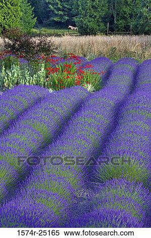 Lavender in a field View Large Photo Image Stock Photography - Lavender in a field. Fotosearch
