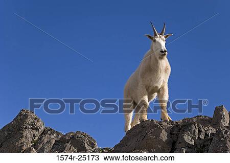 Low angle view of a mountain goat standing on a rock (Oreamnos americanus) View Large Photo Image Stock Image - Low angle view of a mountain goat standing on a rock (Oreamnos americanus). Fotosearch