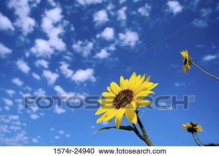 Low angle view of sunflowers (Helianthus annuus) View Large Photo Image Stock Image - Low angle view of sunflowers (Helianthus annuus). Fotosearch
