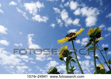Low angle view of sunflowers (Helianthus annuus) View Large Photo Image Stock Image - Low angle view of sunflowers (Helianthus annuus). Fotosearch