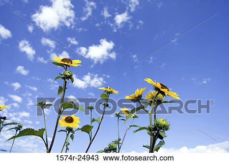 Low angle view of sunflowers (Helianthus annuus) View Large Photo Image Stock Image - Low angle view of sunflowers (Helianthus annuus). Fotosearch