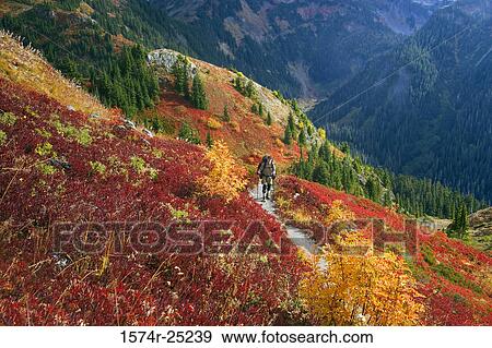 Man walking on a trail, Yellow Aster Butte Trail, Mount baker wilderness, Washington, USA View Large Photo Image Stock Photo - Man walking on a trail, Yellow Aster Butte Trail, Mount baker wilderness, Washington, USA. Fotosearch