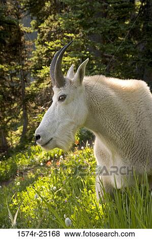 Mountain goat in a forest (Oreamnos americanus) View Large Photo Image Stock Photo - Mountain goat in a forest (Oreamnos americanus). Fotosearch