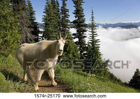 Mountain goat on a path (Oreamnos americanus) View Large Photo Image Stock Image - Mountain goat on a path (Oreamnos americanus). Fotosearch