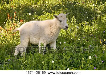 Mountain goat standing in a field (Oreamnos Americanus) View Large Photo Image Stock Photo - Mountain goat standing in a field (Oreamnos Americanus). Fotosearch