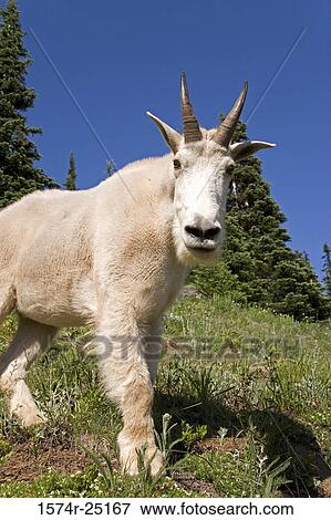 Mountain goat standing on a hill (Oreamnos americanus) View Large Photo Image Stock Photo - Mountain goat standing on a hill (Oreamnos americanus). Fotosearch