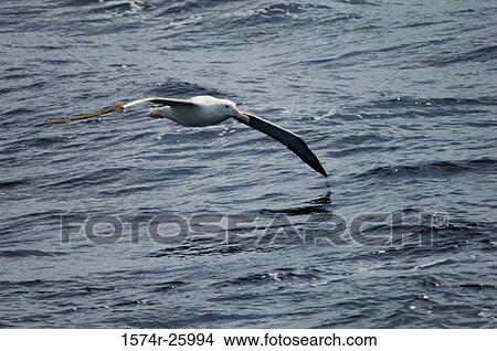 Northern Giant Petrel flying over water (Macronectes halli) View Large Photo Image Picture - Northern Giant Petrel flying over water (Macronectes halli). Fotosearch