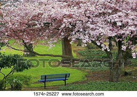 Park bench in a public park View Large Photo Image Stock Photo - Park bench in a public park. Fotosearch