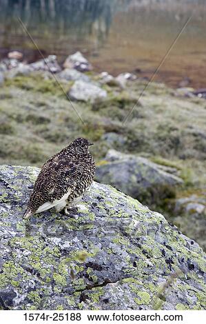 Ptarmigan on a rock (Lagopus mutus) View Large Photo Image Stock Photo - Ptarmigan on a rock (Lagopus mutus). Fotosearch