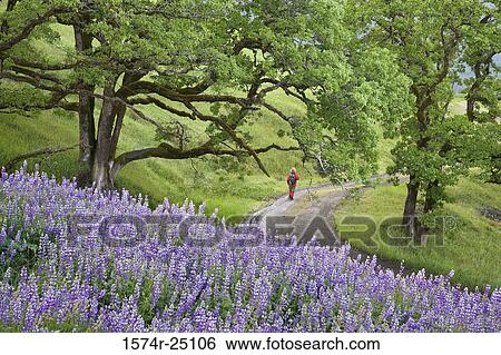 Rear view of a woman walking on a walkway View Large Photo Image Stock Photograph - Rear view of a woman walking on a walkway. Fotosearch