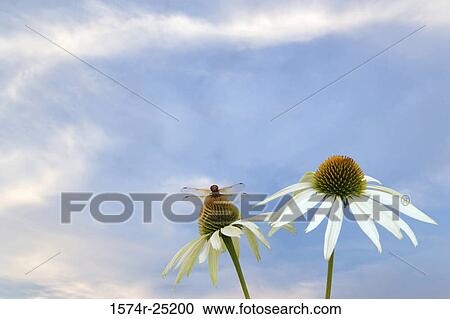 Red Dragonfly pollinating a coneflower (Echinacea purpurea) View Large Photo Image Stock Image - Red Dragonfly pollinating a coneflower (Echinacea purpurea). Fotosearch
