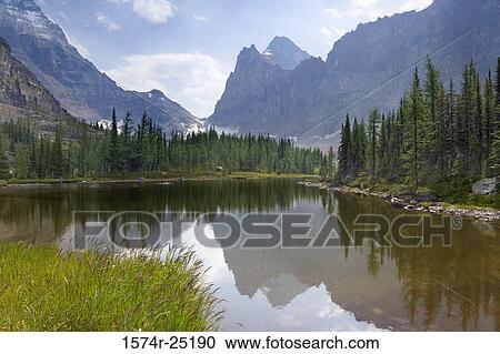 Reflection of mountains and trees in water, Moor Lake, Yoho National Park, British Columbia, Canada View Large Photo Image Stock Image - Reflection of mountains and trees in water, Moor Lake, Yoho National Park, British Columbia, Canada. Fotosearch