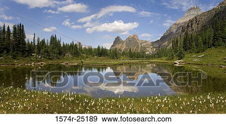 Reflection of mountains and trees in water, Moor Lake, Yoho National Park, British Columbia, Canada View Large Photo Image Stock Photo - Reflection of mountains and trees in water, Moor Lake, Yoho National Park, British Columbia, Canada. Fotosearch