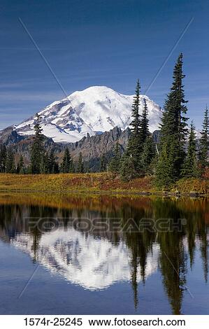Reflection of trees and a snowcapped mountain in a lake, Tipsoo Lake, Mount Rainier, Chinook Pass, Mount Rainier National Park, Washington, USA View Large Photo Image Stock Photography - Reflection of trees and a snowcapped mountain in a lake, Tipsoo Lake, Mount Rainier, Chinook Pass, Mount Rainier National Park, Washington, USA. Fotosearch