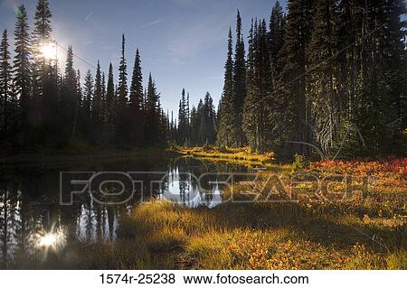 Reflection of trees in water, Mount Rainier National Park, Washington, USA View Large Photo Image Stock Photo - Reflection of trees in water, Mount Rainier National Park, Washington, USA. Fotosearch
