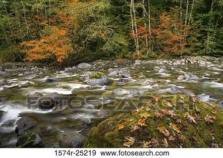 River passing through a forest, Beckler River, Cascade Range, Washington, USA View Large Photo Image Stock Photo - River passing through a forest, Beckler River, Cascade Range, Washington, USA. Fotosearch