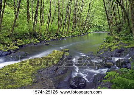 Stock Photograph - River passing through a forest, Nestucca River, Oregon, USA. Fotosearch