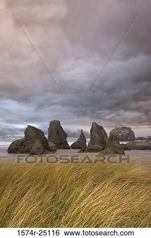 Sea stacks and tall grass on the beach, Bandon, Oregon, USA View Large Photo Image Stock Photograph - Sea stacks and tall grass on the beach, Bandon, Oregon, USA. Fotosearch