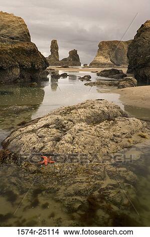 Picture - Sea stacks in the sea, Bandon, Oregon, USA. Fotosearch