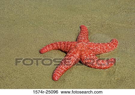 Starfish on sand View Large Photo Image Stock Photograph - Starfish on sand. Fotosearch