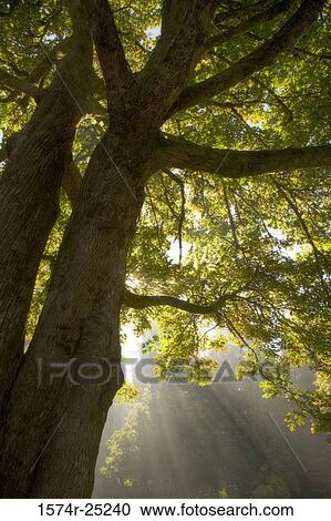 Sunbeams passing through a tree View Large Photo Image Stock Image - Sunbeams passing through a tree. Fotosearch