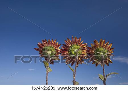 Three red sunflowers View Large Photo Image Stock Photography - Three red sunflowers. Fotosearch