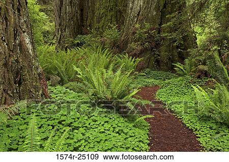 Trail passing through a forest View Large Photo Image Stock Photo - Trail passing through a forest. Fotosearch