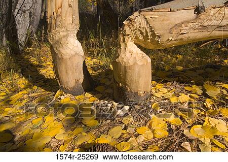 Tree trunks cut by beaver View Large Photo Image Stock Photo - Tree trunks cut by beaver. Fotosearch