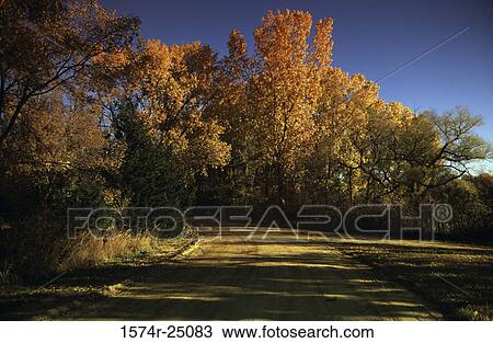 Trees along a road View Large Photo Image Stock Image - Trees along a road. Fotosearch