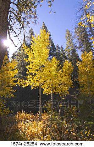 Picture - Trees in a forest during autumn. Fotosearch