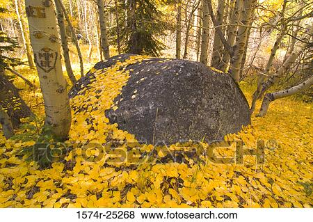 Stock Photo - Trees in a forest during autumn. Fotosearch