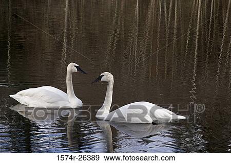 Two swans swimming in a pond View Large Photo Image Stock Photo - Two swans swimming in a pond. Fotosearch