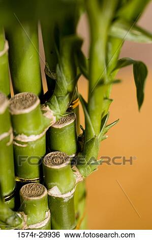 Stock Photograph - Close-up of feng shui bamboo houseplant. Fotosearch