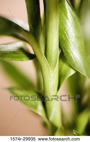Stock Photography - Close-up of feng shui bamboo houseplant. Fotosearch