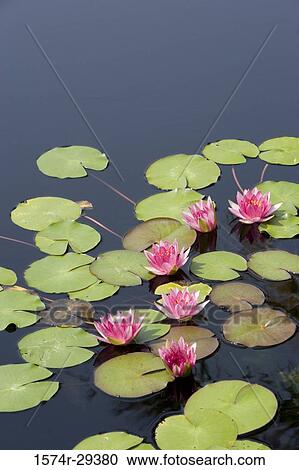 Lotus flowers in pond View Large Photo Image Stock Image - Lotus flowers in pond. Fotosearch