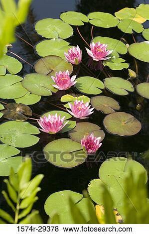 Lotus flowers in pond View Large Photo Image Stock Photo - Lotus flowers in pond. Fotosearch