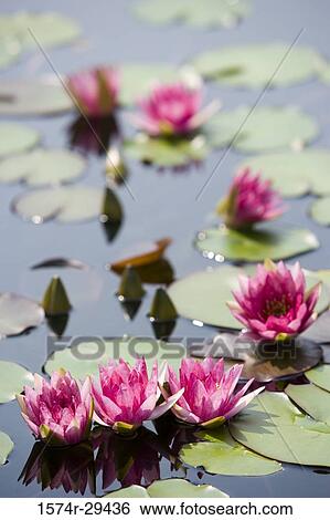 Stock Photograph - Lotus flowers in pond. Fotosearch